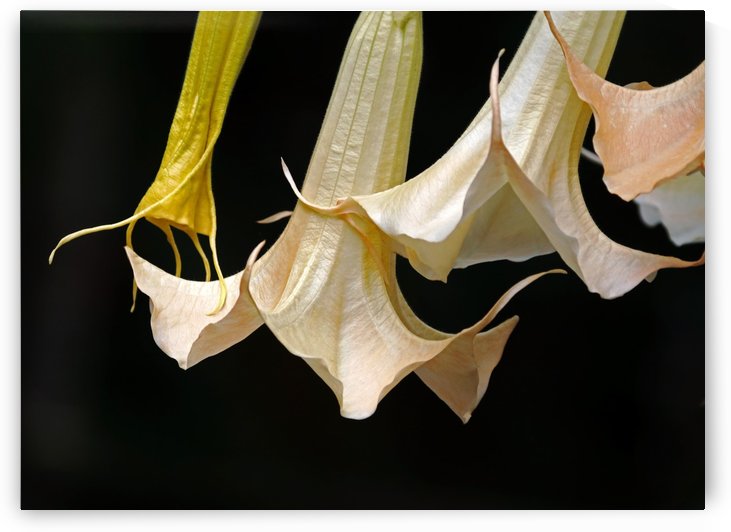 Dancing In The Wind by Deb Oppermann