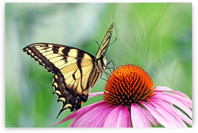 Canadian Tiger Swallowtail by Deb Oppermann