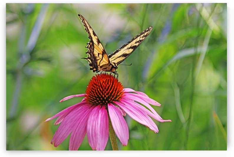 Tiger Swallowtail On Purple Coneflower by Deb Oppermann