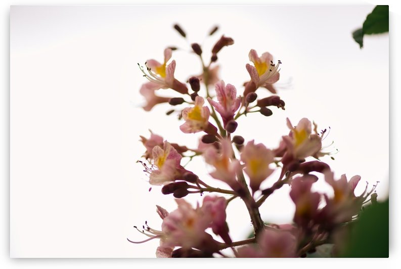 Wild Flowers 2 by CarlosDoesPhoto