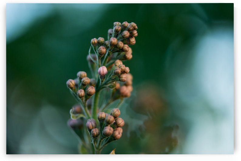 Wild Flowers by CarlosDoesPhoto