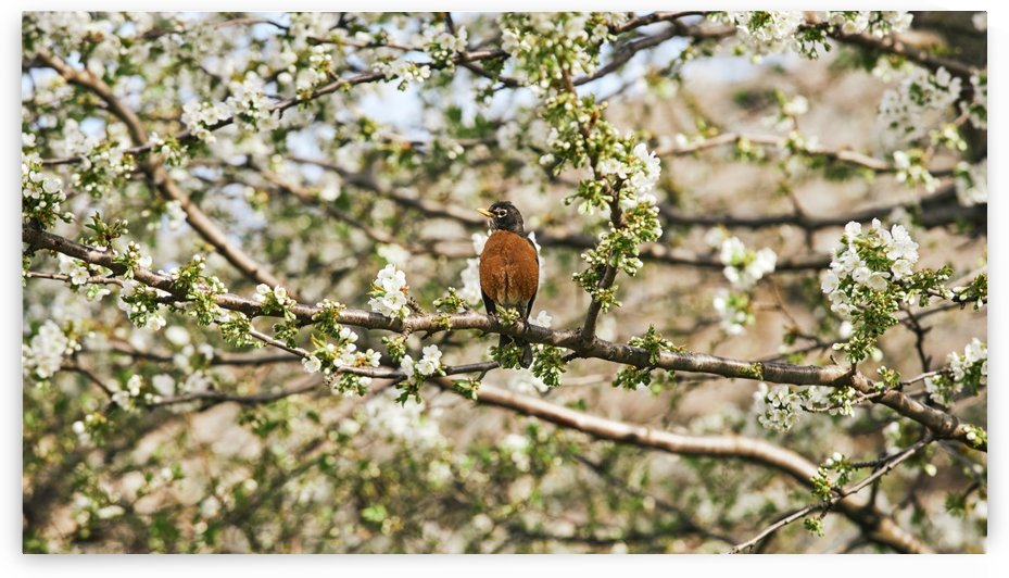 Robin Sitting on Branch by CarlosDoesPhoto
