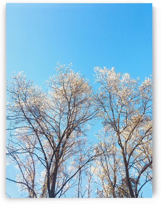Treetops by Amna Hashmi