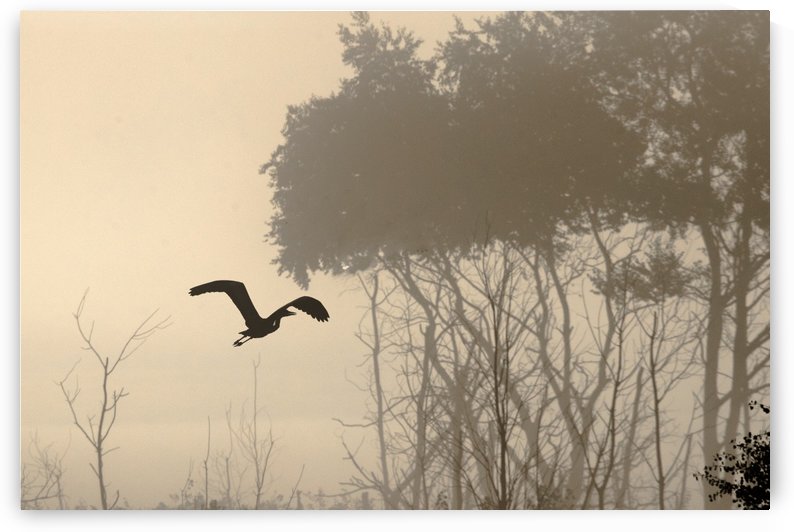 Great Blue Heron on a Foggy Morning by Joe Riederer