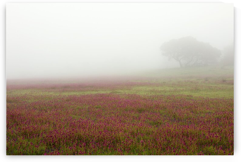 The misty Wildflowers scape by Samyak Kaninde