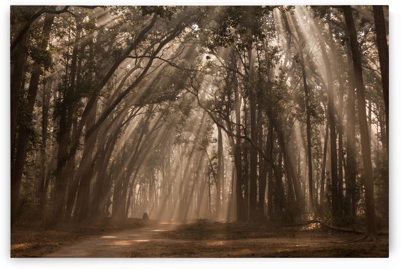 Misty Winter Mornings in wood by Samyak Kaninde