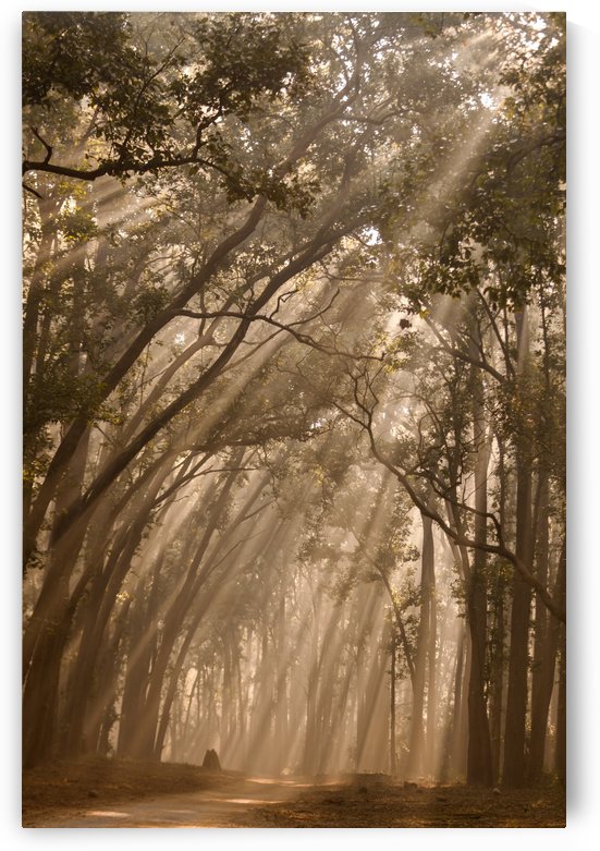 Misty Winter Mornings in forest by Samyak Kaninde