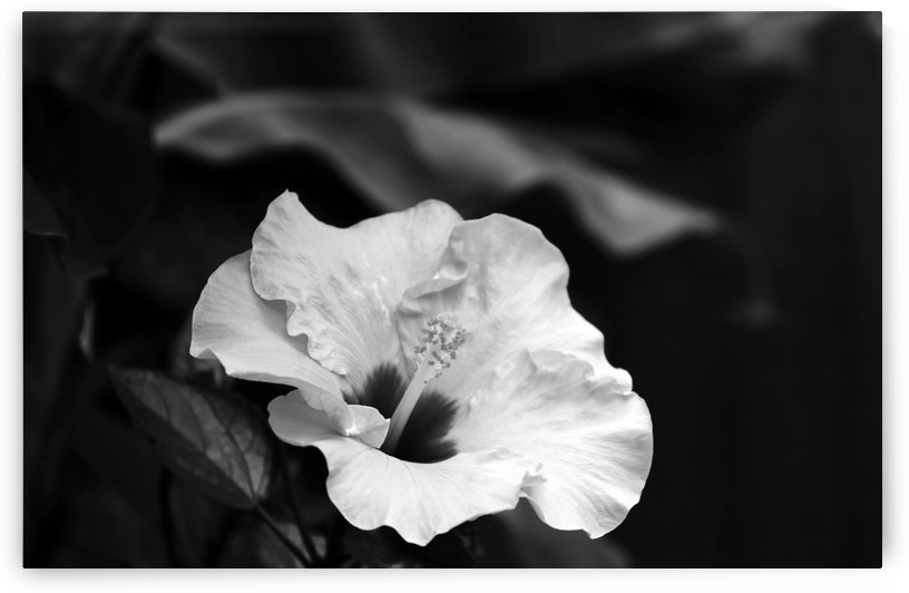 Hibiscus Black And White by Deb Oppermann