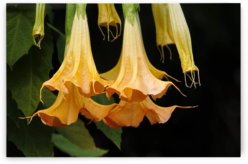 Trumpet Buds And Blooms by Deb Oppermann