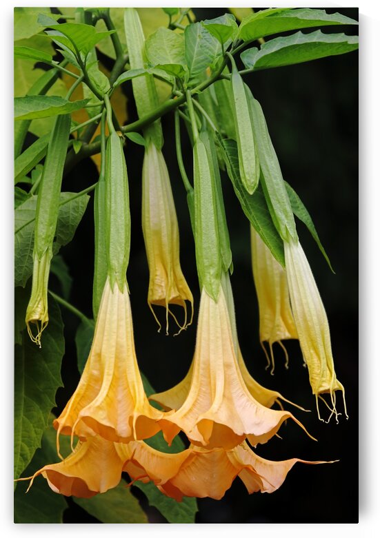 Three Stages Of Trumpet Blooms by Deb Oppermann