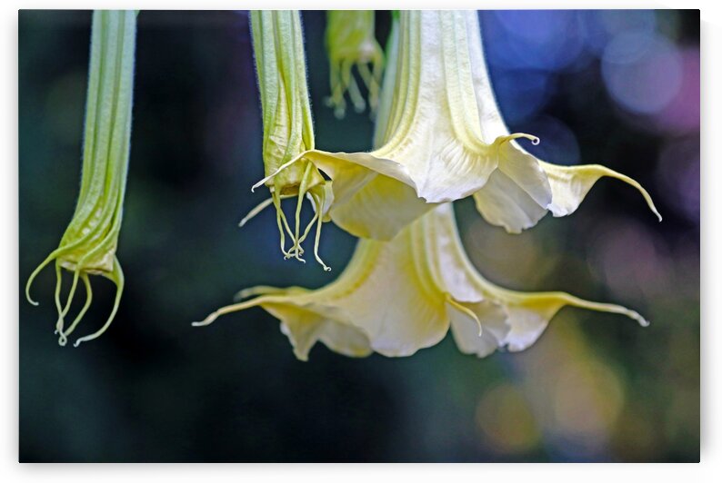 Trumpets Before And After by Deb Oppermann