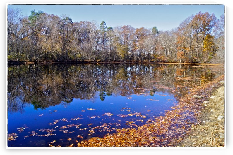November Pond by Sue Bonior