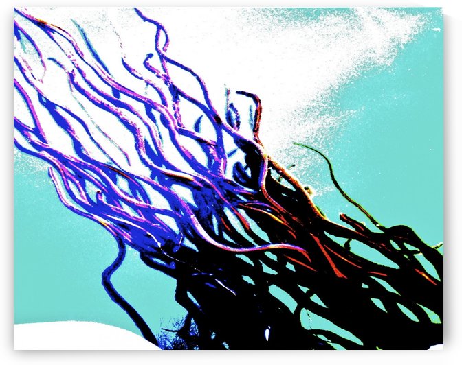 Rockweed I by Sue Bonior