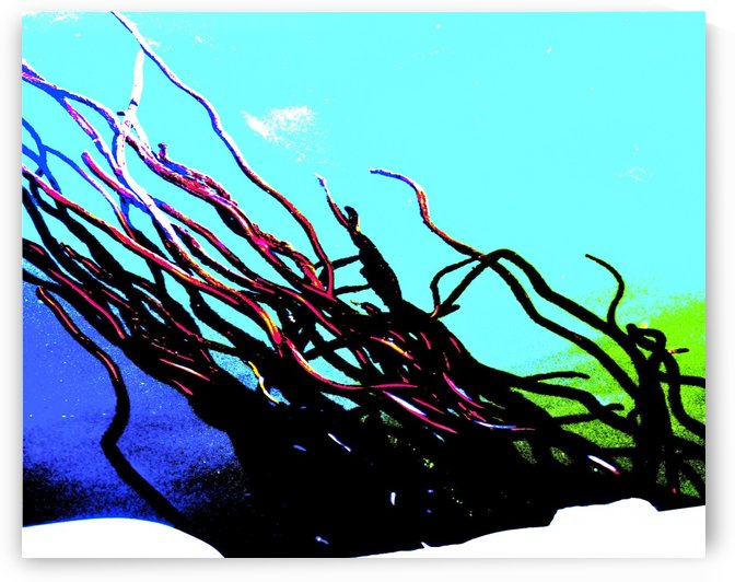 Rockweed III by Sue Bonior