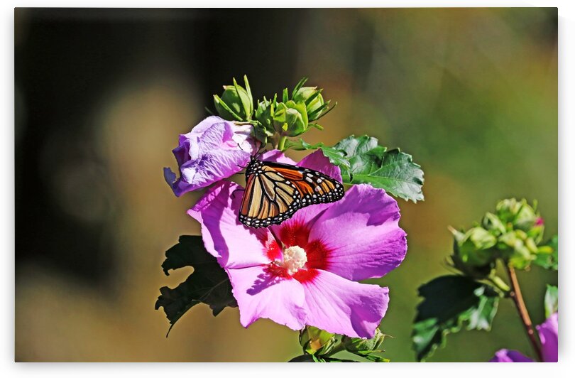 Monarch And Rose Of Sharon by Deb Oppermann