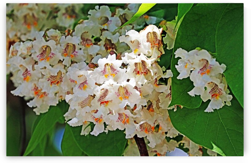 Catalpa Blossoms by Deb Oppermann