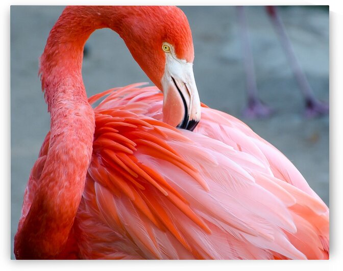 Flamingo by Harsh Patel