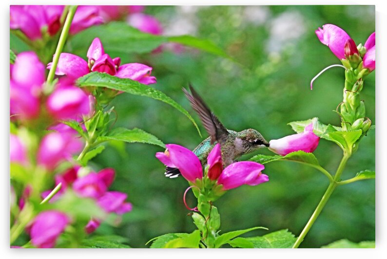 The Lure Of The Pink Turtlehead by Deb Oppermann