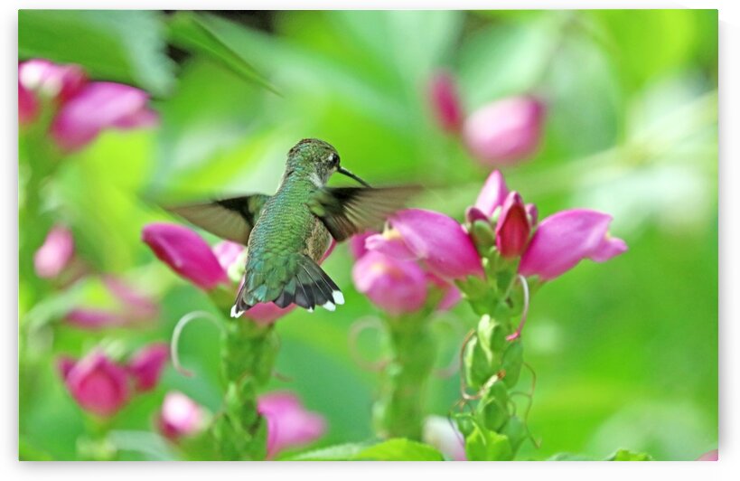 Pink Turtlehead And The Hummingbird by Deb Oppermann