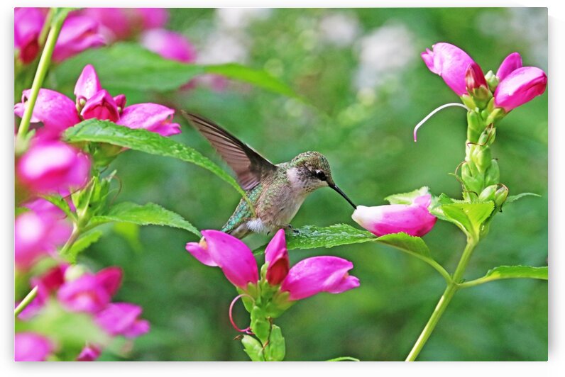 Hummingbird Landing On Dewy Leaf by Deb Oppermann