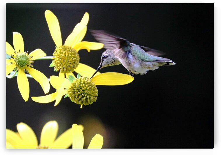 Hummingbird On Yellow Flowers In Fall by Deb Oppermann