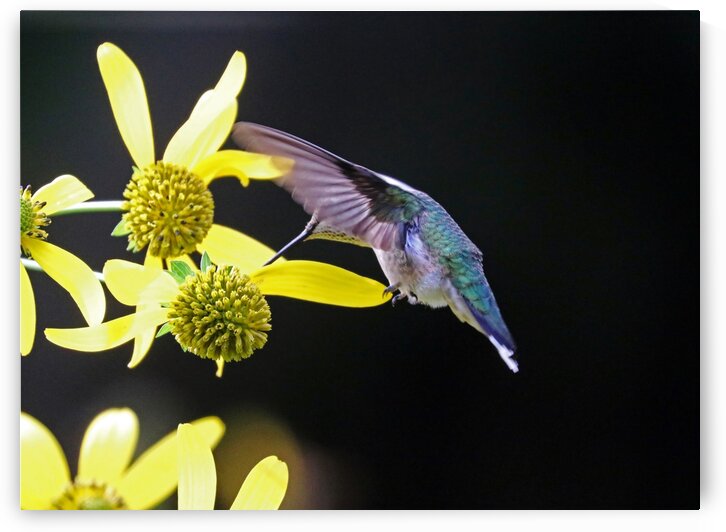 Ruby Throated Hummingbird On Yellow Flowers by Deb Oppermann