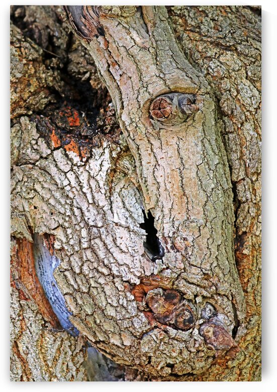 One Eyed Mulberry by Deb Oppermann