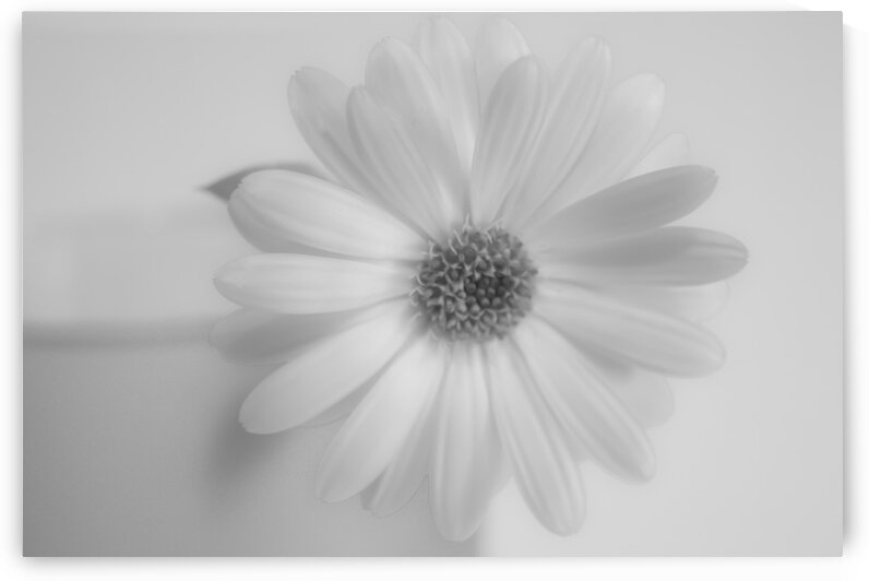 Daisy I Black and White by Joan Han