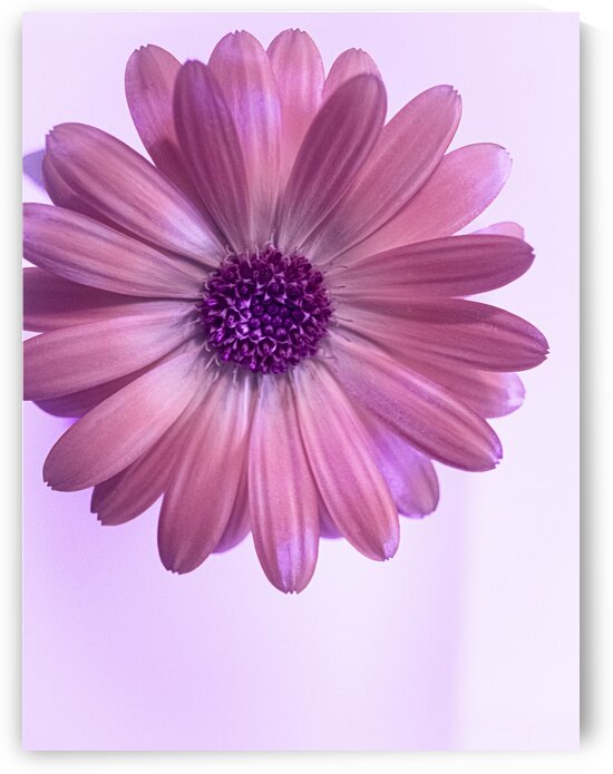 Daisy Purple by Joan Han