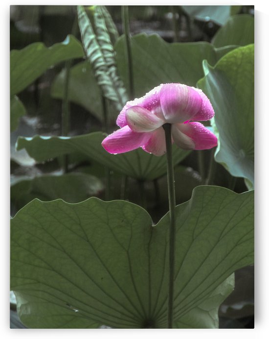  Lotus by Bowen Chen