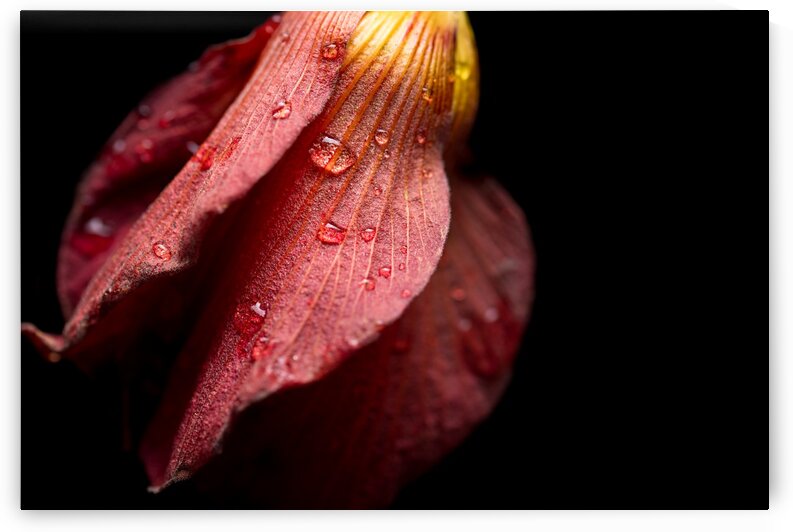 Elegance by Andres Blasquez Mota Velasco