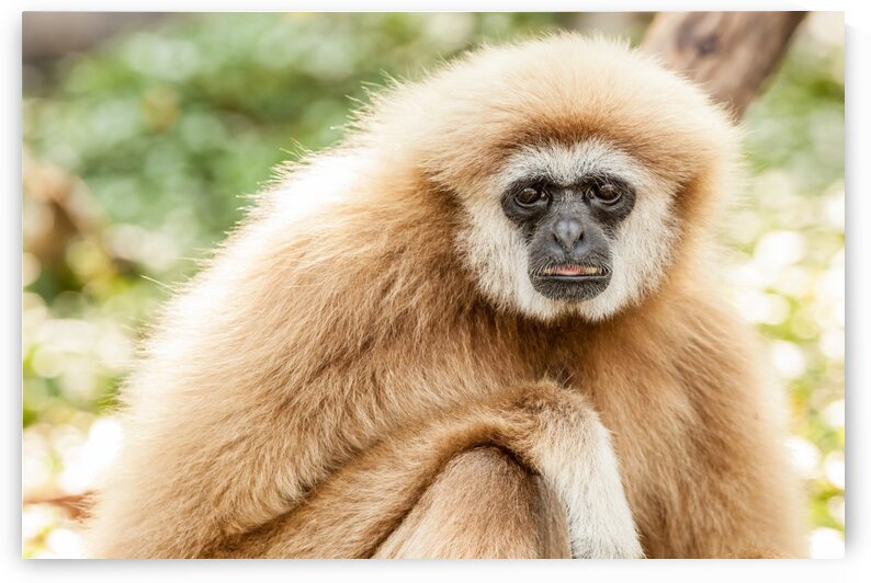Northern white cheeked gibbon by Marcel Derweduwen