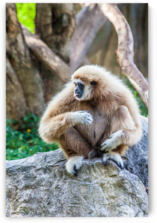 Northern white cheeked gibbon by Marcel Derweduwen