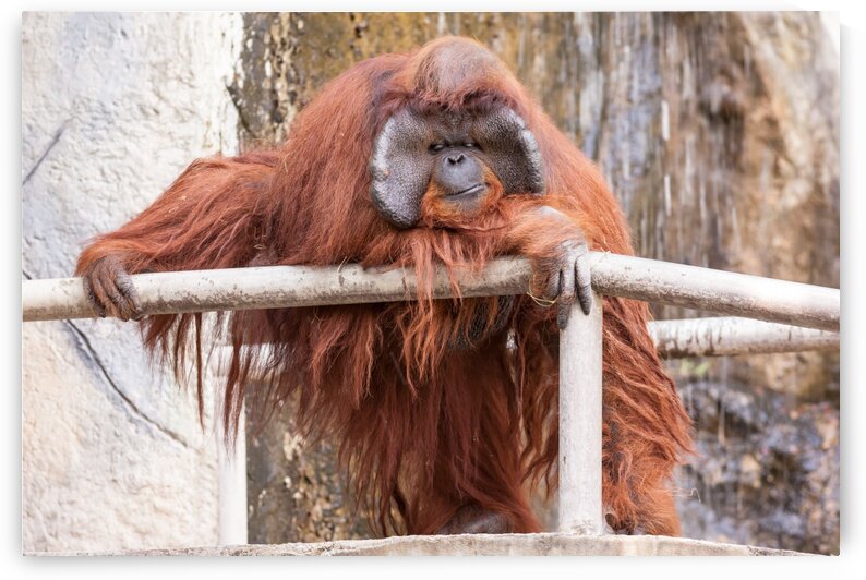 one Orang utan by Marcel Derweduwen