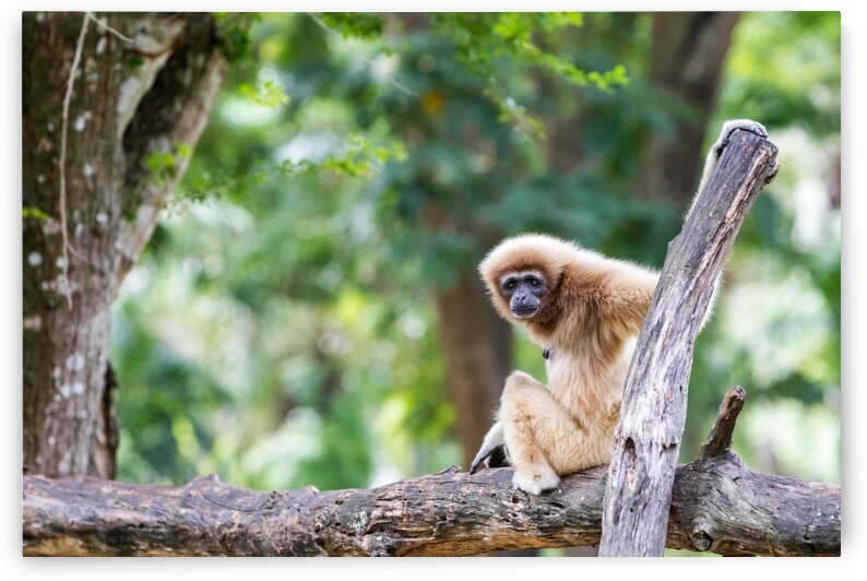 Northern white cheeked gibbon by Marcel Derweduwen