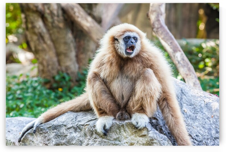 Northern white cheeked gibbon by Marcel Derweduwen