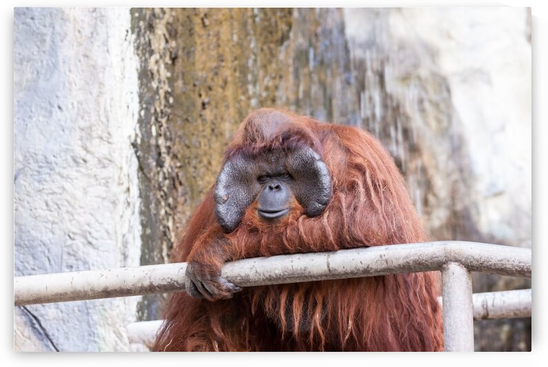 one Orang utan by Marcel Derweduwen