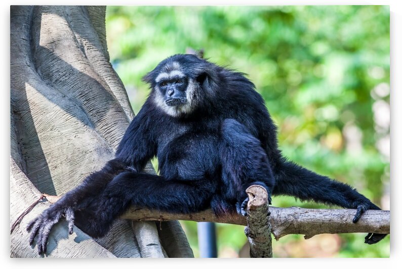 Northern Black cheeked gibbon by Marcel Derweduwen