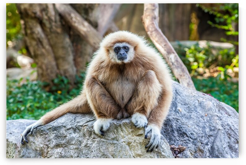 Northern white cheeked gibbon by Marcel Derweduwen