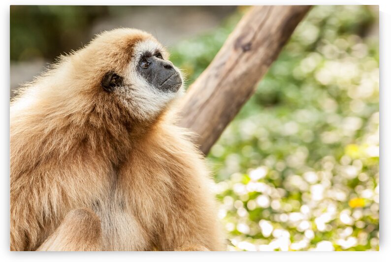 Northern white cheeked gibbon by Marcel Derweduwen
