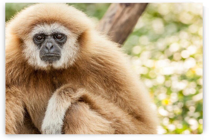 Northern white cheeked gibbon by Marcel Derweduwen
