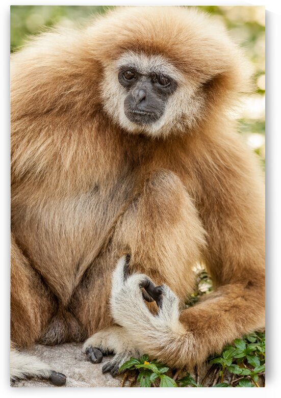 Northern white cheeked gibbon by Marcel Derweduwen