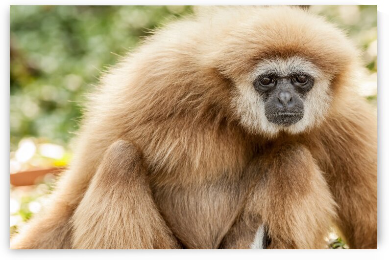 Northern white cheeked gibbon by Marcel Derweduwen
