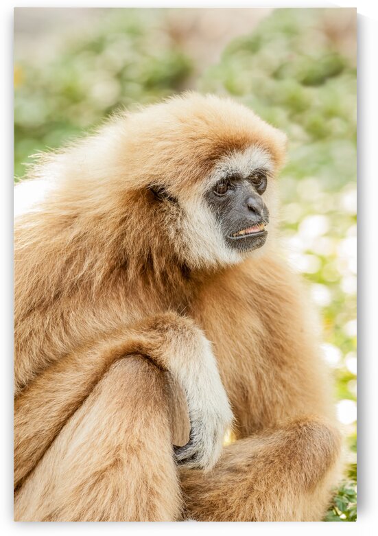 Northern white cheeked gibbon by Marcel Derweduwen
