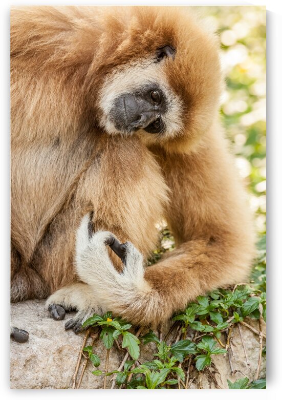 Northern white cheeked gibbon by Marcel Derweduwen