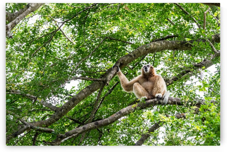 Northern white cheeked gibbon by Marcel Derweduwen
