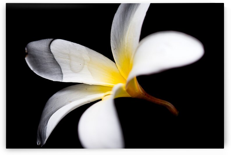 Simplicity by Andres Blasquez Mota Velasco