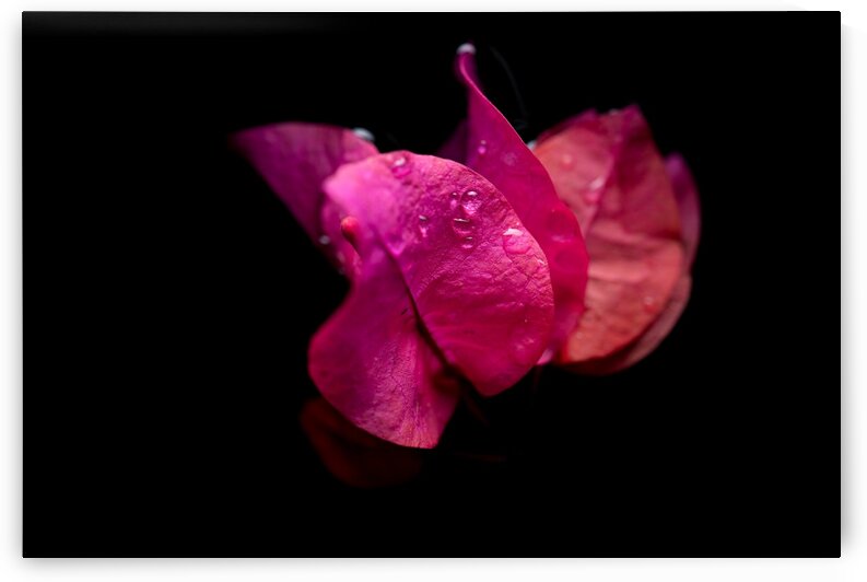  Subtlety by Andres Blasquez Mota Velasco