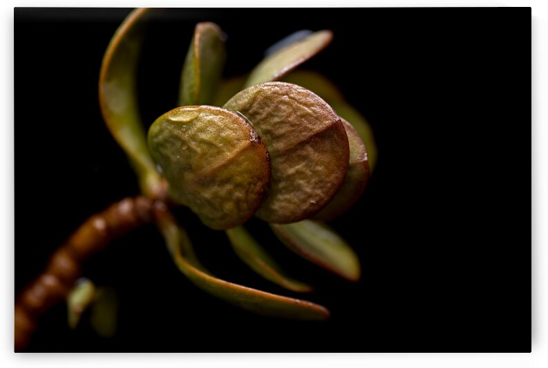 Life by Andres Blasquez Mota Velasco