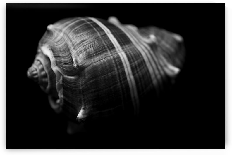 Series of shells by Andres Blasquez Mota Velasco